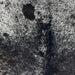 Closeup of this Large Speckled Brazilian Cowhide, showing black with white speckles down the back, and white with black speckles and spots on the shoulder  (BRSP3437)