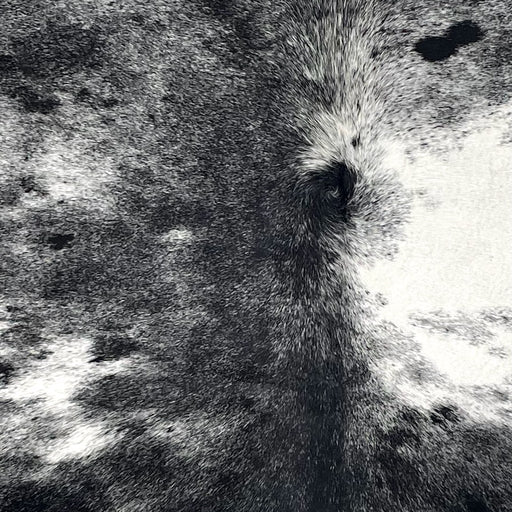 Closeup of this Speckled Brazilian Cowhide, showing black with white speckles and spots (BRSP3443)