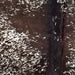 Closeup of this Speckled Brazilian Cowhide, showing white with dark brown spots and speckles (BRSP3452)