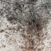 Closeup of this Speckled Brazilian Cowhide, showing white with brown and blackish brown speckles (BRSP3456)