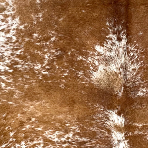 Closeup of this Speckled Brazilian Cowhide, showing brown with white speckles and spots (BRSP3457)