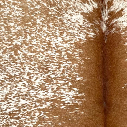 Closeup of this Speckled Brazilian Cowhide, showing white with brown speckles and spots, and reddish brown down the middle (BRSP3460)