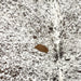 Closeup of this Tricolor Speckled Brazilian Cowhide, showing white with black and dark brown speckles and spots  (BRSP3467)