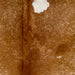 Closeup of this Speckled Brazilian Cowhide, showing brown with cloudy, white and brown speckles and spots, and one white spots on the right side of the shoulder (BRSP3474)