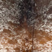 Closeup of this Speckled Brazilian Cowhide, showing white with reddish brown and dark brown speckles and spots  (BRSP3476)