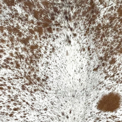 Closeup of this Speckled Brazilian Cowhide, showing white with brown speckles and spots (BRSP3479)
