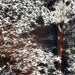 Closeup of this Tricolor Speckled Brazilian Cowhide, showing white with brown and black speckles and spots (BRSP3481)