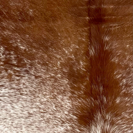 Closeup of this Speckled Brazilian Cowhide, showing white with reddish brown speckles, and mostly solid reddish brown on the shoulder (BRSP3485)