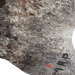 Closeup of this Tricolor Speckled Brazilian Cowhide, showing  one brand mark on the right hind shank (BRSP3487)