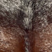 Closeup of this Speckled Brazilian Cowhide, showing white with reddish brown speckles and spots, and blackish brown speckles on the shoulder  (BRSP3494)