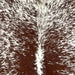 CLoseup of this Speckled Brazilian Cowhide, showing white with brown speckles and spots (BRSP3497)