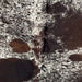 Closeup of this Dark Tricolor Speckled Brazilian Cowhide, showing white with black and dark brown speckles and spots  (BRSP3503)