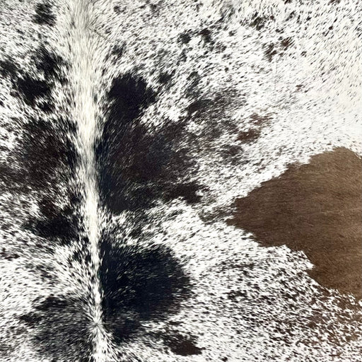 Closeup of this Tricolor Speckled Brazilian Cowhide, showing white with black and speckles and spots (BRSP3504)