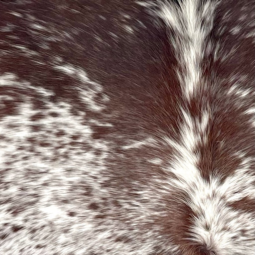 Closeup of this Speckled Brazilian Cowhide, showing white with dark brown speckles and spots (BRSP3505)