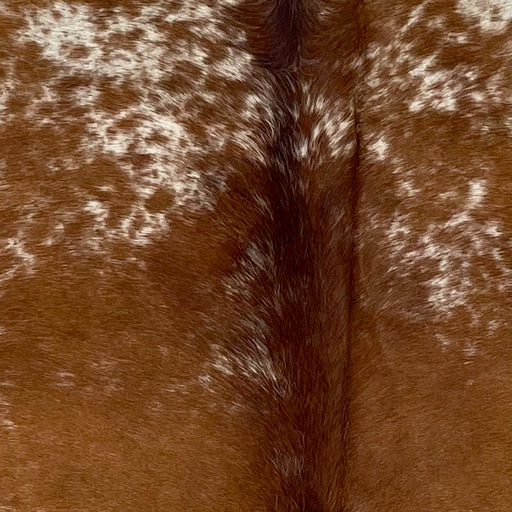 Closeup of this Speckled Brazilian Cowhide, showing white with brown speckles and spots, with mostly solid brown down the middle (BRSP3510)