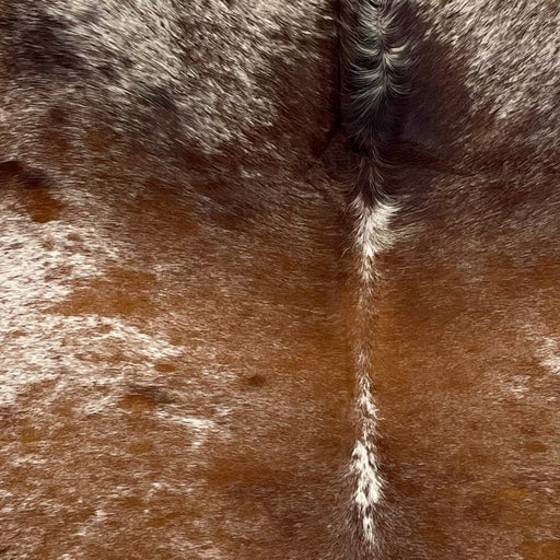 Closeup of this Speckled Brazilian Cowhide, showing white with reddish brown speckles and spots, and mostly solid brown down the middle of the back  (BRSP3512)