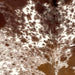Closeup of this Cloudy Speckled Brazilian Cowhide, showing white with large and small reddish brown spots, and cloudy, reddish brown speckles and spots  (BRSP3515)