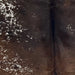 Closeup of this Speckled Brazilian Cowhide, showing dark brown with white speckles and spots, and solid dark brown down the middle (BRSP3517)