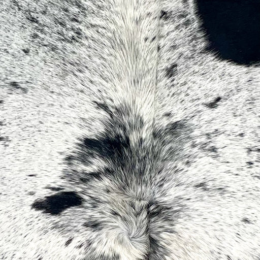 Closeup of this Speckled Brazilian Cowhide, showing white with black speckles and spots, and longer hair on the spine (BRSP3518)