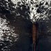 Closeup of this Speckled Brazilian Cowhide, showing white with black speckles and spots, mostly solid black down the middle of the back, and brown down part of the spine (BRSP3519)