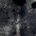 Closeup of this Speckled Brazilian Cowhide, showing black with white speckles  (BRSP3521)