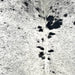 Closeup of this Speckled Brazilian Cowhide, showing white with black speckles and spots  (BRSP3522)