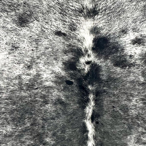 Closeup of this Speckled Brazilian Cowhide, showing white with black speckles and spots (BRSP3524)
