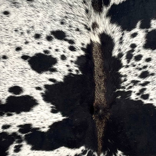 Closeup of this Speckled Brazilian Cowhide, showing white with black speckles and spots, and brown down part of the spine (BRSP3530)