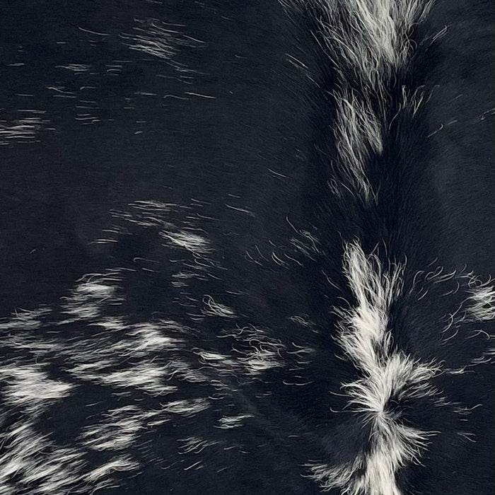 Closeup of this Speckled Brazilian Cowhide, showing black with white speckles and spots, and longer hair down the spine (BRSP3531)