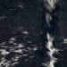 Closeup of this Speckled Brazilian Cowhide, showing black with white speckles and spots, and longer hair down the spine (BRSP3531)