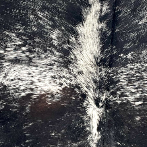 Closeup of this Speckled Brazilian Cowhide, showing black with white speckles and spots, and one dark brown spot on the left side of the back  (BRSP3534)