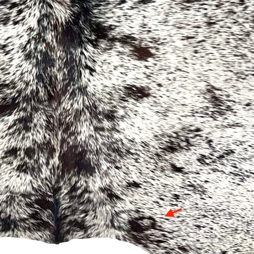 Closeup of this White and Black Speckled Brazilian Cowhide, showing one brand mark on the right side of the butt (BRSP3535)