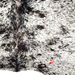 Closeup of this White and Black Speckled Brazilian Cowhide, showing one brand mark on the right side of the butt (BRSP3535)