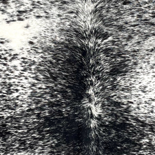 Closeup of this Speckled Brazilian Cowhide, showing black with white speckles and spots (BRSP3545)