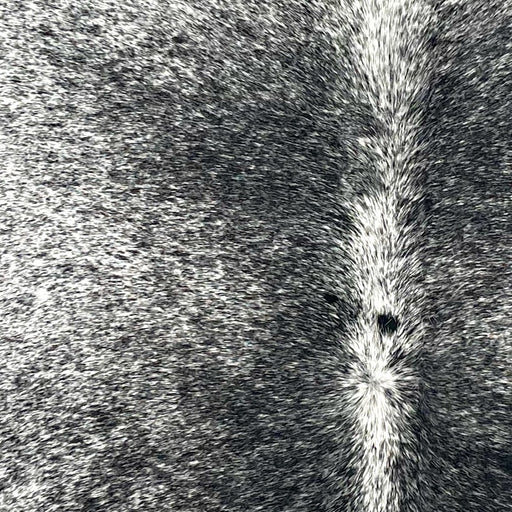 Closeup of this Speckled Brazilian Cowhide, showing white with black speckles and spots (BRSP3549)