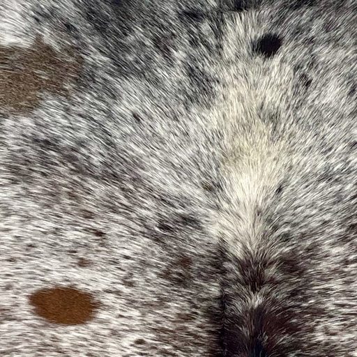 Closeup of this XXL Tricolor Speckled Brazilian Cowhide, showing white with brown and black speckles and spots  (BRSP3595)