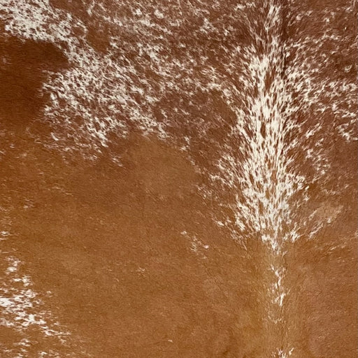 Closeup of this Speckled Brazilian Cowhide, showing white with reddish brown speckles and spots, and mostly solid reddish brown down the middle  (BRSP3608)
