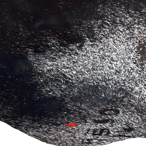 Closeup of this Large Dark Brown and White Speckled Brazilian Cowhide, showing one brand mark on the right side of the butt (BRSP3611)