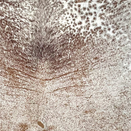 Closeup of this Large Speckled Brazilian Cowhide, showing white with reddish brown speckles and spots (BRSP3620)