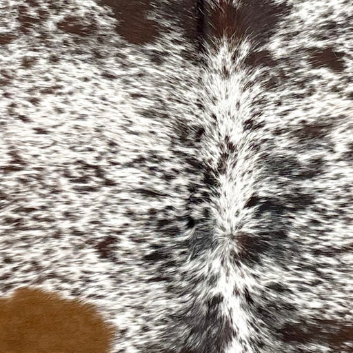 Closeup of this Tricolor Speckled Brazilian Cowhide, showing white with brown and black speckles and spots (BRSP3627)