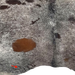 Closeup of this Large Tricolor Speckled Brazilian Cowhide, showing one brand mark on the left side of the butt  (BRSP3628)