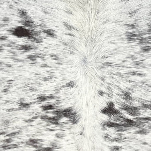 Closeup of this Tricolor Speckled Brazilian Cowhide, showing white with black and blackish brown speckles and spots  (BRSP3630)