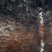 Closeup of this XL Tricolor Speckled Brazilian Cowhide, showing a mix of black and reddish brown, with white speckles , on the back (BRSP3637)