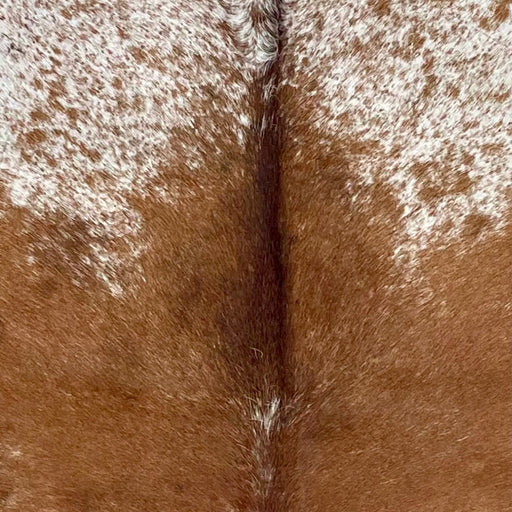 Closeup of this Speckled Brazilian Cowhide, showing mostly solid reddish brown down the middle of the back, and white with reddish brown speckles and spots on the shoulder (BRSP3642)