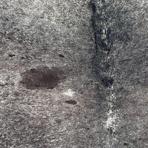 Closeup of this Dark Tricolor Speckled Brazilian Cowhide, showing white with black and dark brown speckles and spots  (BRSP3654)