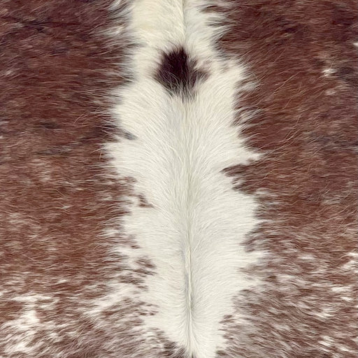  closeup of this Speckled Brazilian Cowhide, showing white and off-white with brown spots and speckles down both sides of the back (BRSP3655) 