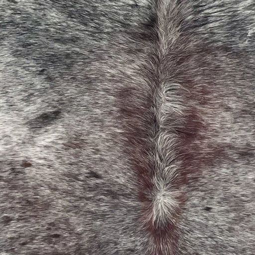 Closeup of this Tricolor Speckled Brazilian Cowhide, showing white with black and brown speckles and spots, and longer hair down the spine  (BRSP3668)