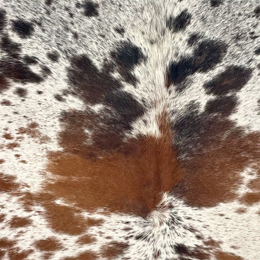 Closeup of this Tricolor Speckled Brazilian Cowhide, showing white with black and reddish brown speckles and spots (BRSP3671)