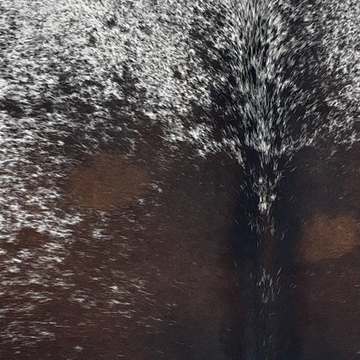 Closeup of this Speckled Brazilian Cowhide, showing white with dark brown speckles and spots, and mostly solid dark brown down the middle of the back (BRSP3674)