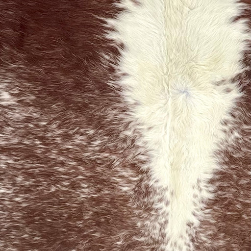Closeup of this XL Speckled Brazilian Cowhide, showing reddish brown with off-white speckles, and off-white down the middle (BRSP3681)